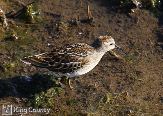 Photo of Calidris minutilla